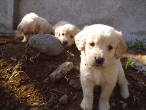 Juan Carlos Escobar Anuncios gratis en Limache |  Se venden hermosos cachorros Golden Retriever, Se venden hermosos cachorros Golden Retriever