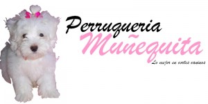 Servicio mascotas perruqueria canina Anuncios gratis en Vi&ntilde;a del Mar |  Servicio de mascotas, Perruqueria canina