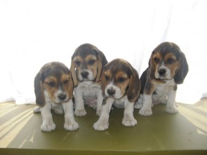 DIEGO Anuncios gratis en La Serena |  SE VENDEN HERMOSAS CACHORRITAS BEAGLE, hermosas cachorritas beagle con todos sus papeles al dia