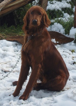 Alvaro Andrade Anuncios gratis en San Jos&eacute; de Maipo |  Cachorritos Setter Irland&eacute;s, Hermosos Cachorritos