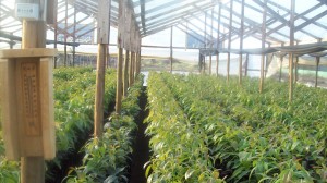 eduardo figueroa Anuncios gratis en La Calera |  venta de paltos temporada 2010, venta de paltos