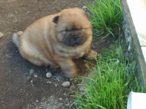 sara Anuncios gratis en Chill&aacute;n |  CHOW CHOW EN VENTA, HERMOSAS CACHORRAS