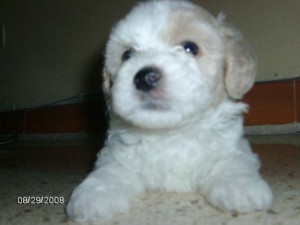 daniela Anuncios gratis en Valdivia |  se venden cachorros poodles , se venden cachorros  podles
