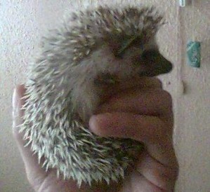 MAPALBERRIOS Anuncios gratis en Vi&ntilde;a del Mar |  ERIZOS DE TIERRA, BELLOS