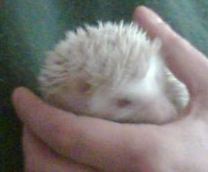 MAPALBERRIOS Anuncios gratis en Vi&ntilde;a del Mar |  ERIZOS DE TIERRA, BELLOS