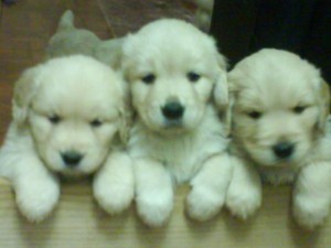 Claudio Cabrera Anuncios gratis en Concepci&oacute;n |  Vendo Cachorros Inscritos Golden Retriever , Hembras 160000 y machos 180000