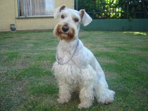 German Mora, Valery Montiel Anuncios gratis en Re&ntilde;aca |  SE BUSCA, PERRITO PERDIDO - SUPER RECOMPENSA