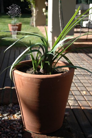 Maceterra Anuncios gratis en Lo Barnechea |  Vendemos plantas ornamentales en maceteros, www.maceterra.cl