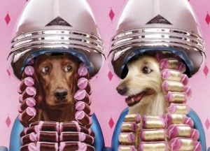 PIA  Anuncios gratis en Maip&uacute; |  PELUQUERIA CANINA , DESDE $4.000