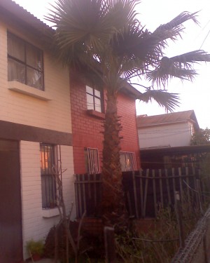 ALEX  Anuncios gratis en Maip&uacute; |  VENDO PALMERA   WASHINGTONIA  DE 5 A 6 mtr APROX , PALMERA WASHINGTONIA