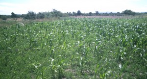 joel carrasco Anuncios gratis en Chill&aacute;n |  Se vende parcela productiva 70 hectareas, parcela con vi&ntilde;a y tranque a puertas cerrada