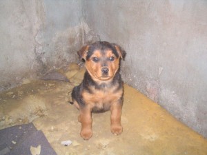 Benjamin Anuncios gratis en Macul |  Regalo perrita de 2 meses, Regalo perrita de 2 meses