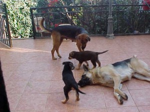 Se entregan desparasitados Anuncios gratis en Re&ntilde;aca |  30.000 Cachorros Pastor Alem&aacute;n, Nacen a fines de Septiembre 2007   