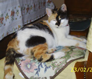 Claudia Anuncios gratis en &Ntilde;u&ntilde;oa |  REGALO PRECIOSA GATITA, ESTERILIZADA Y MUY LIMPIA