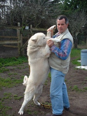 Luis Diaz Calvo Anuncios gratis en Los Angeles |  Criadero de perros de distintas razas en Los Angeles Chile, Diferentes razas de protección  y de compañia 