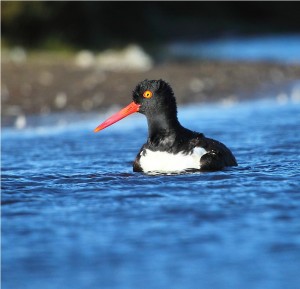 Posada del Parque Anuncios gratis en Conc&oacute;n |  Alojamiento en la Naturaleza, Un lugar diferente te espera