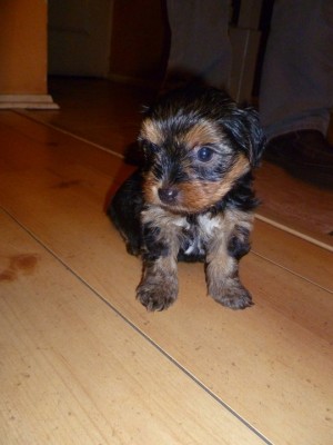 VALENTINA GUTIERREZ Anuncios gratis en Temuco |  vendo cachorro yorkshire terrier, HERMOSO