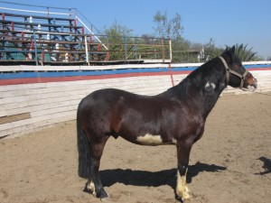 ROBINSON JORQUERA Anuncios gratis en Renca |  VENDO HERMOSO CABALLO CORRALERO , CABALLO MAESTRO 