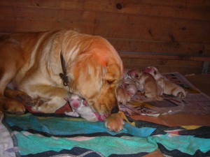 Jorge Gonzalez Anuncios gratis en Buin |  cachorros Golden retrievere, 100% confiable, inscritos,padres a  la vista, cachorros raza Golden retriever,  nacidos el 06 de septiembre, maravillosos