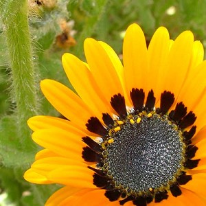  Anuncios gratis en Arica |  SIGNIFICADO DE LAS FLORES, lenguaje de las flores