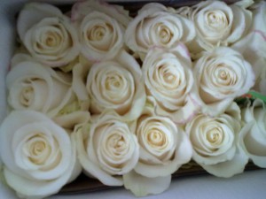 monica Anuncios gratis en Quillota |  VENDO FLORES AL POR MAYOR, GRAN SURTIDO DE FLORES