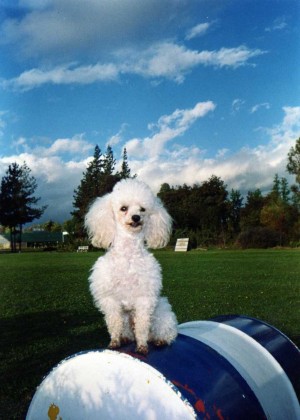 rafael san martin Anuncios gratis en Macul |  peluquer&iacute;a canina, peluquer&iacute;a canina