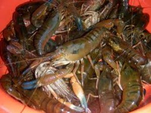 luis mu&ntilde;oz vivar Anuncios gratis en La Reina |  productos del mar, mariscos frescos y congelados