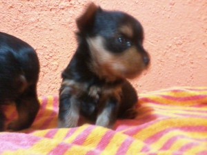 katherina varela Anuncios gratis en Maip&uacute; |  vendo Hermosos Yorkshire Terrier, hermosos cachorritos yorkshire Terrier 