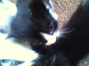 loida barrera Anuncios gratis en Villa Alemana |  regalo gatitos, dos machos y dos hembras  de 2 meses