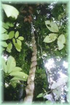  Anuncios gratis en Providencia |  AYAHUASCA DE LA M&Aacute;S ALTA CALIDAD , VENDO AYAHUASCA