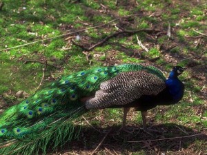  Anuncios gratis en  VENDO PAVOS REALES, un total de 12 pavos