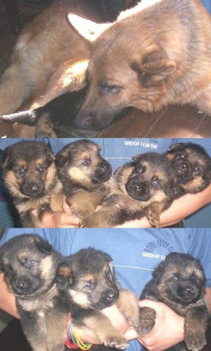 Cristi&aacute;n Anuncios gratis en Santiago |  PRECIOSOS CACHORROS PASTOR ALEM&Aacute;N, Color y estructura espectaculares