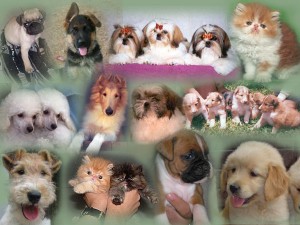 cuido mascota Anuncios gratis en Estaci&oacute;n Central |  cuido mascota verano 2012, cuidado de todo tipo de mascota en ambiente familiar