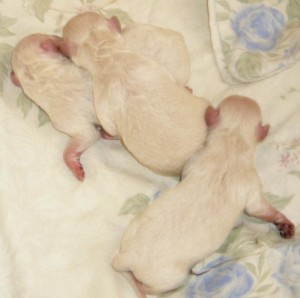  Anuncios gratis en Santiago |  se venden poddle toys ,  baratos,  raza pura. y fox terrier de pelo liso, mascotas  toys y terrier