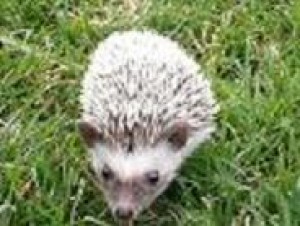 kathy Anuncios gratis en San Bernardo |  Vendo preciosos erizos de tierra, ericita de tierra, muy mancita