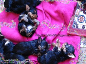 Of Little Joseph Anuncios gratis en Santiago |  CACHORROS YORKSHIRE TERRIER INSCRITOS KCC Y TATUADOS, Santiago, metro Estaci&oacute;n central