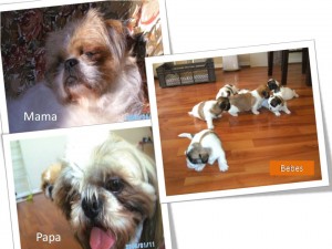 Miguel Angel Anuncios gratis en Providencia |  VENDO HERMOSOS CACHORRITOS SHITZU, PAPA INSCRITO