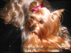 OF LITTLE JOSEPH Anuncios gratis en Santiago |  CACHORROS YORKSHIRE TERRIER INSCRITOS, TATUAJE DE IDENTIFICACION EXCELENTE LINEA