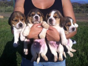 Jorge Gonzalez Anuncios gratis en Buin |  Beagle inscritos y con microchip, cachorros de dos meses tricolor,100% conf, Cachorros beagle, cuatro machos y dos hembras, regala uno en el d&iacute;a del Amo