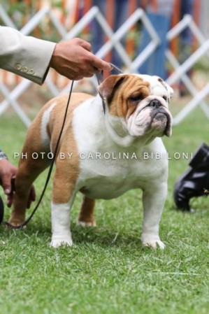 Ditsy Jim&eacute;nez Anuncios gratis en Maip&uacute; |  Bulldog ingles para cruza - Campe&oacute;n Joven Chileno, Ch. Jov Chi.