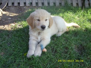 emilia Anuncios gratis en Maip&uacute; |  cachorritos golden retriever, mascotas