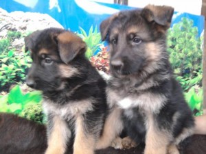 Esteban Castro Anuncios gratis en Valpara&iacute;so |  Vendo cachorros Pastor Alem&aacute;n Inscritos, Excelente Pedigree
