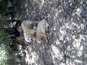 Cachorros golden  Anuncios gratis en Curic&oacute; |  cachorros golden retrieven, cachorros