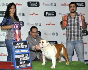 Ditsy Jim&eacute;nez Anuncios gratis en Maip&uacute; |  Bulldog ingles!! Para cruza, PRECIOSO!!! Multi BIS BIIS CHAMPION, Ch.Jov.Chi. Ch.Jov. Arg. Ch.Arg