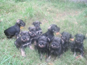 Paola Anuncios gratis en Batuco |  Hermosos Cachorritos, Schnauzer