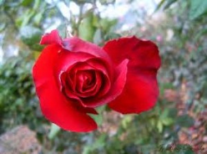 VIDENTE MARIA Anuncios gratis en San Miguel |  TAROT AL MAS ALTO NIVEL  VIDENCIAS  NAIPE ESPA&Ntilde;OL   RUNAS  CARACOLAS  PIEDR, TAROT DE MARSELLA  Y EGIPCIO   NAIPES PARA EL AMOR   CARACOLAS  PURO  PIEDR