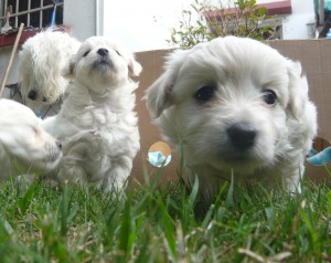 Carla Anuncios gratis en &Ntilde;u&ntilde;oa |  Hermosos cachorritos malt&eacute;s toy con poodle, Vendo cachorritos nacidos el 21 de abril