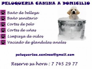 peluqueria canina Anuncios gratis en El Bosque |  Peluquer&iacute;a a domicilio para perritos, peluquer&iacute;a canina en su propia casa