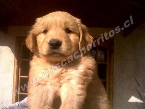 Dra.Viviana Ojeda Anuncios gratis en Buin |  CACHORROS GOLDEN RETRIEVER INSCRITOS CHIPEADOS KENNEL, BUIN-REGION METROPOLITANA