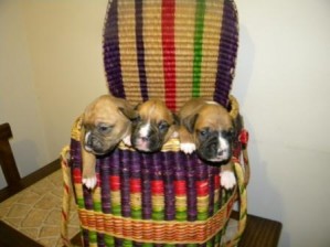 CRISTIAN Anuncios gratis en Rapel de Navidad |  Vendo CACHORROS BOXER $60000, CACHORROS BOXER BAYOS